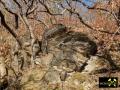 Felsklippen der Phycodes-Gruppe zwischen Berga und Oberhammer bei Gera, Ostthüringen, (D) (35) 20. Februar 2012 Ordovizium.JPG